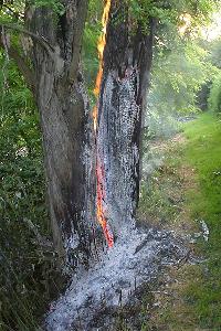 Bild: Ein Baum brannte im Bereich des Bahndammes zwischen Eppelborn und Dirmingen