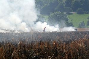 Bild: &amp;Uuml;ber ein Hektar mit Getreide wurde bei dem Brand zerst&amp;ouml;rt